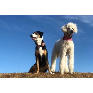 ペットハウス　リヨ・ドール